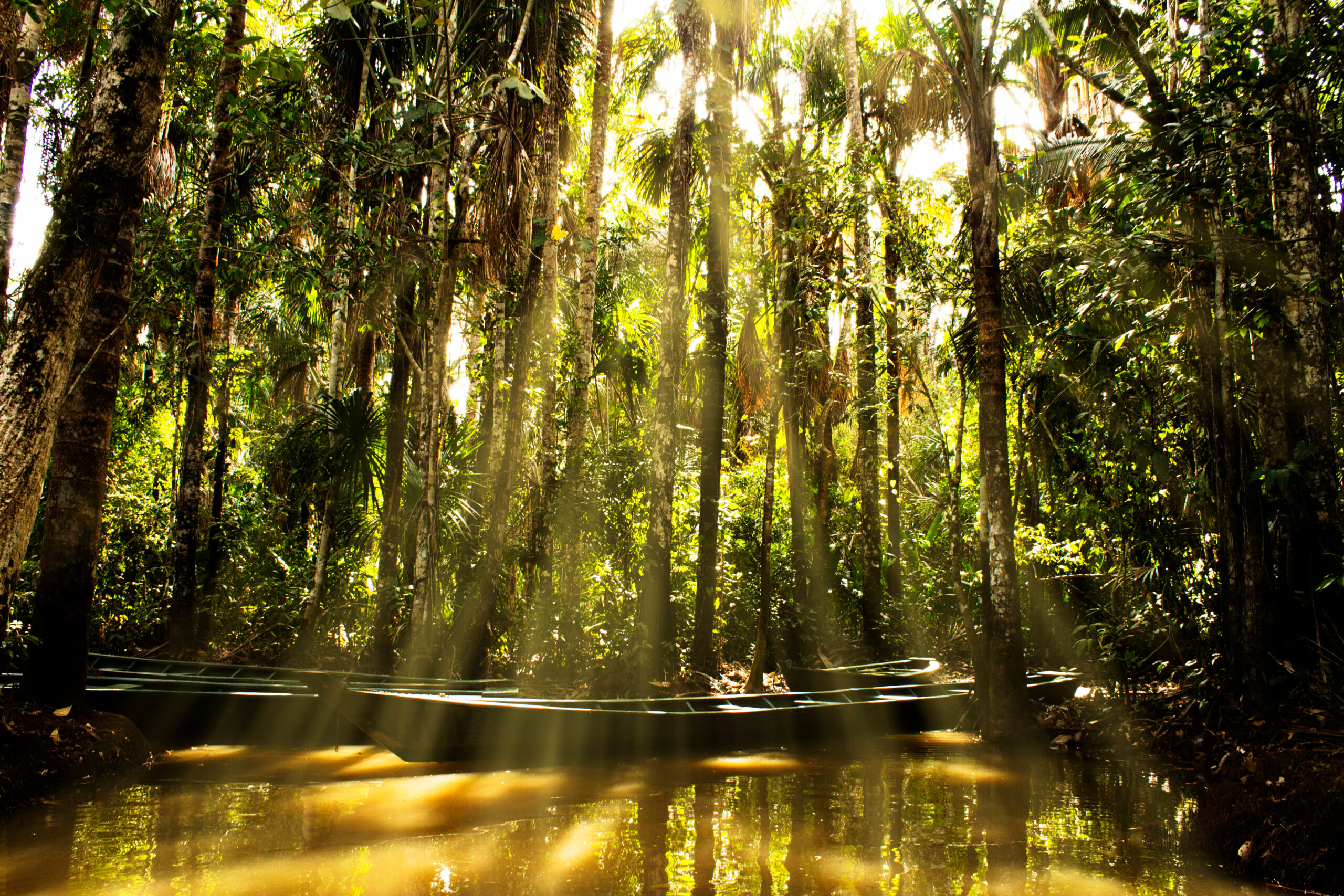 Sunlight,Shining,Through,Palm,Trees,On,A,Boat,At,The